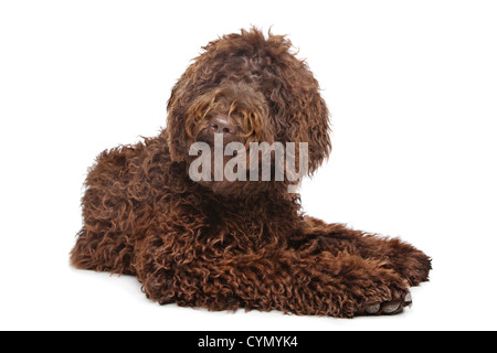 Braun Labradoodle vor einem weißen Hintergrund Stockfoto