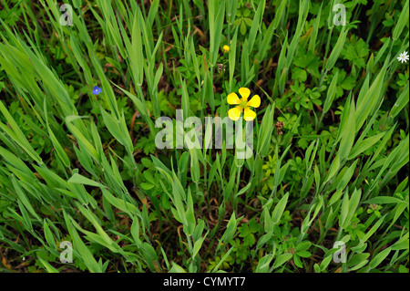 einsame Hahnenfuß wächst zwischen hohen Gräsern Ranunculus Stockfoto