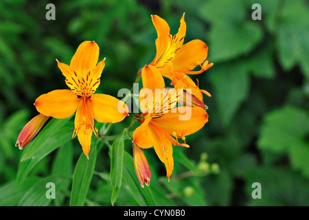 Orangen Blüten der Taglilie Hemerocallis in einem schottischen Garten Stockfoto