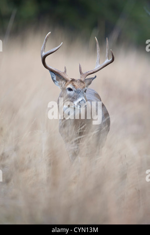 Whitetail Buck hohes Gras, Western Montana Stockfoto