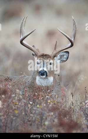 Whitetail Buck posiert in Johanniskraut, Western Montana Stockfoto