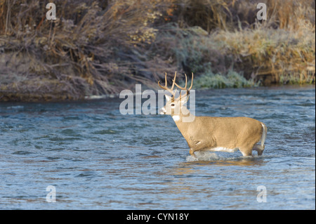 Eine White-tailed Buck kreuzt ein Bach, Western Montana Stockfoto