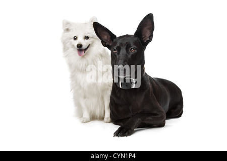 Keeshond (holländische Lastkahn-Hund) und einen schwarzen Schäferhund-mix vor einem weißen Hintergrund Stockfoto