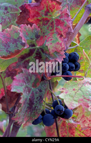 Üppige lila Cabernet Sauvignon-Trauben zur Herstellung von roten Wein hängen inmitten von bunten Herbstlaub auf den Reben im Weinberg Napa Valley in Napa, Kalifornien. Stockfoto