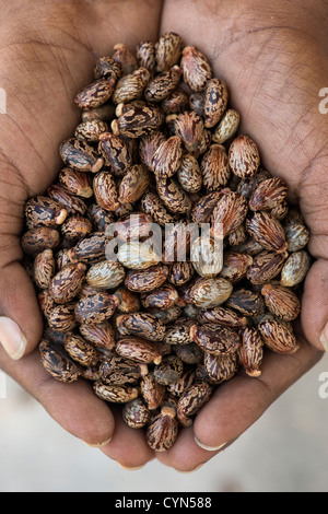 Ricinus Communis. Indische mans Händen mit Rizinusöl Samen Stockfoto