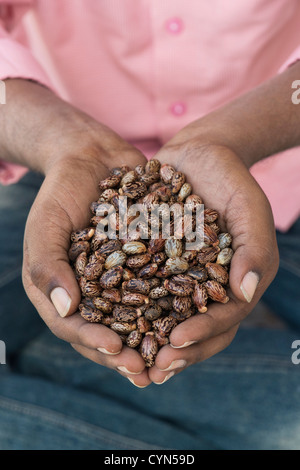 Ricinus Communis. Indische mans Händen mit Rizinusöl Samen Stockfoto