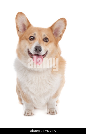 Pembroke Welsh Corgi vor einem weißen Hintergrund Stockfoto