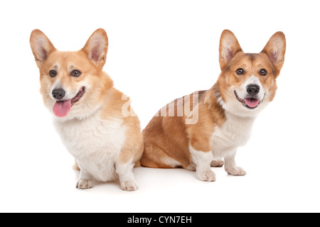 Pembroke Welsh Corgi vor einem weißen Hintergrund Stockfoto