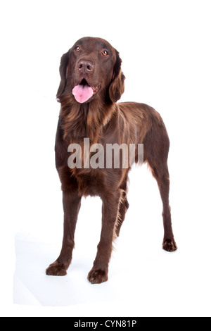 Vorderansicht der braune Flatcoated Retriever Hund Blick in die Kamera, isoliert auf einem weißen Hintergrund. Stockfoto