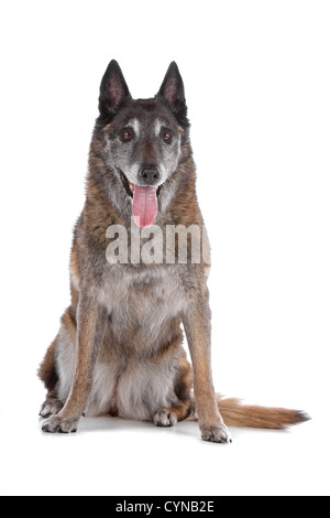 alt und grau Belgischer Schäferhund isoliert auf weißem Hintergrund Stockfoto