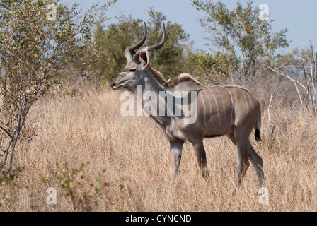 Kudus, Kruger National Park, gehen obwohl die Bush Stockfoto