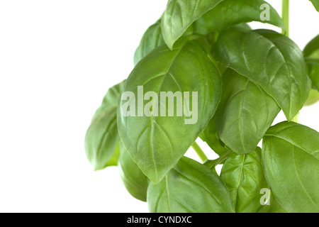 Basilikum (lat. Ocimum Basilicum) Blätter isoliert auf weiss (selektiven Fokus, Fokus auf Teile des großen Blattes in der Mitte) Stockfoto