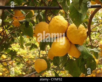 Viele Orangen auf einem Zweig Stockfoto