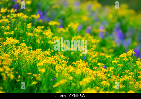 Almwiese voll von gelb und blau Wildblumen Stockfoto