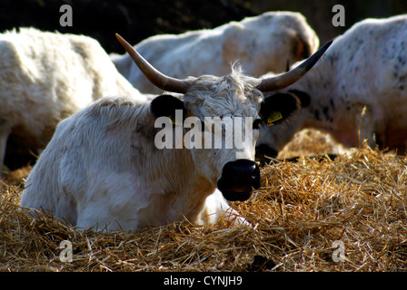 White Park Kuh - Bos taurus Stockfoto