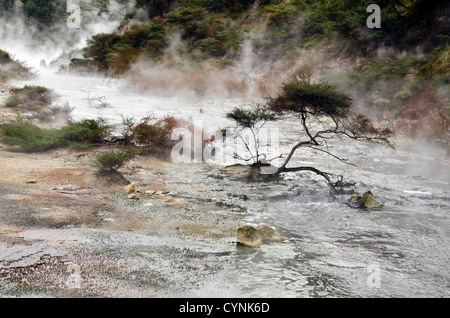 kleine robuste Baum wächst in der Mitte einen heißen Strom bei Waimangu Volcanic Valley, Rotorua, Neuseeland Stockfoto