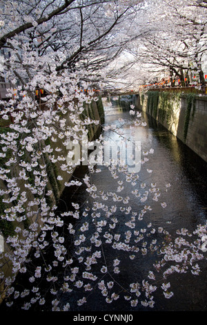 Kirschblüten (Sakura) in Nakameguro, Tokio. Stockfoto