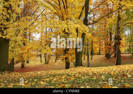 Herbstliche Stillleben mit gelben Ahorn Blätter im Vordergrund Stockfoto