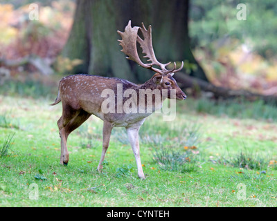 Damhirsch Hirsch zu Fuß Stockfoto