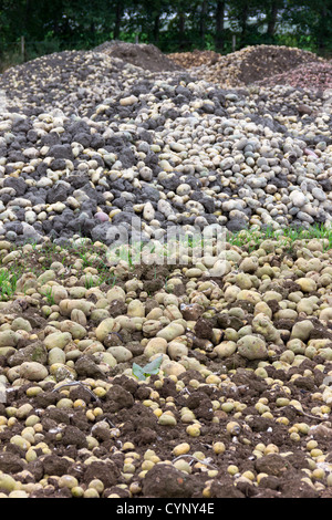 Beschädigt und Knollenfäule Kartoffeln auf einem Bauernhof Stockfoto