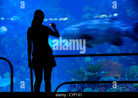 Mexiko, Veracuz, Besucher Silhouette gegen Glas, Fische im Aquarium beobachten, mit Handy um zu fotografieren. Stockfoto