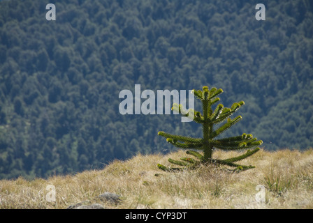 Araucaria, Nationalpark Huerquehue, Chile Stockfoto