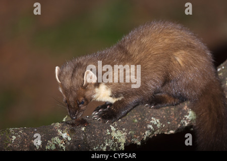 Baummarder an einer Futterstelle im Aigas Field Centre Stockfoto