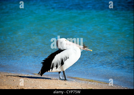 Pelikan Stockfoto