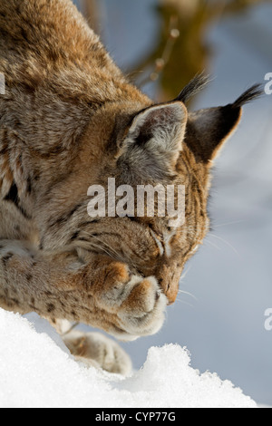 Luchs im Schnee / Lynx Lynx Stockfoto