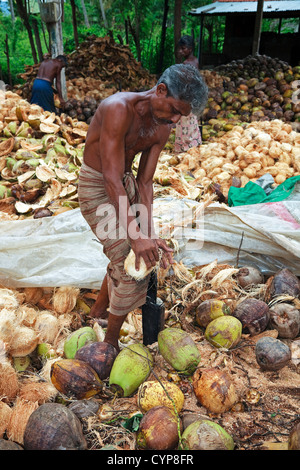 Männer aus Sri Lanka Kokosnüsse Aufteilung die Faser-Schale von ihm bekommen. Stockfoto