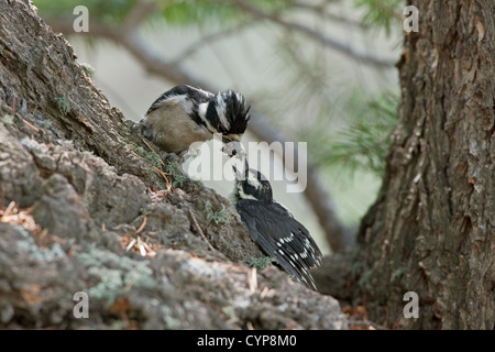 Sumpfspecht-Spechte Vogelvögel Picidae füttern ihre Jungtiere Stockfoto