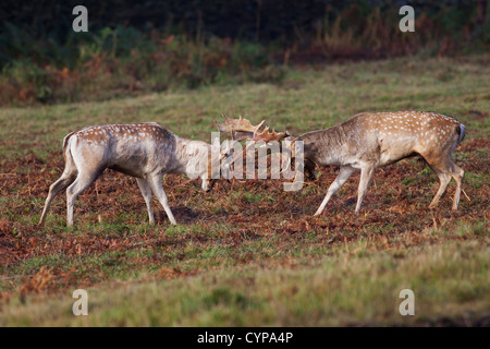 Damwild Hirsche Dama Dama kämpfen während der Brunft England UK Stockfoto