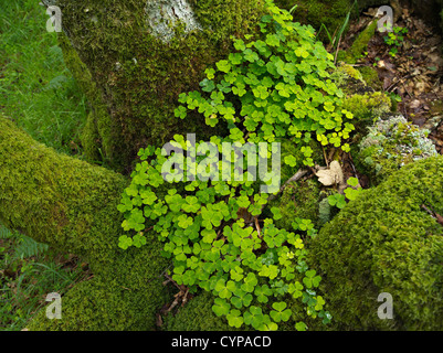 Holz, Sauerampfer Oxalis wächst in der Gabel von einer moosbewachsenen Birke Stockfoto