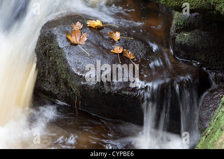 Padley Schlucht Wasserfälle Peak District England uk Stockfoto