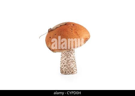 orangefarbene Kappe Pilz auf dem weißen Hintergrund isoliert Stockfoto