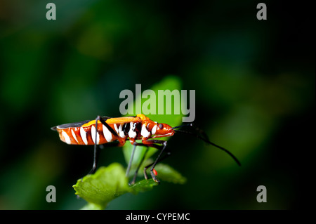 Orange Assassin-Fehler auf einem grünen Blatt Stockfoto