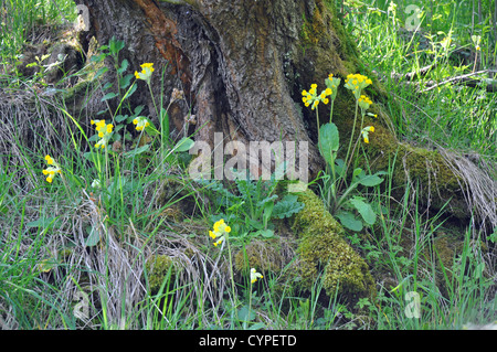 Schlüsselblume Blumen wachsen wild unter einem alten Baum Stockfoto