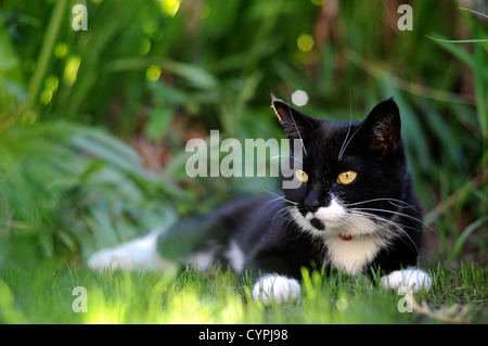 Schwarz / weiß Katze auf einem heißen Sommertag auf der grünen Wiese Stockfoto