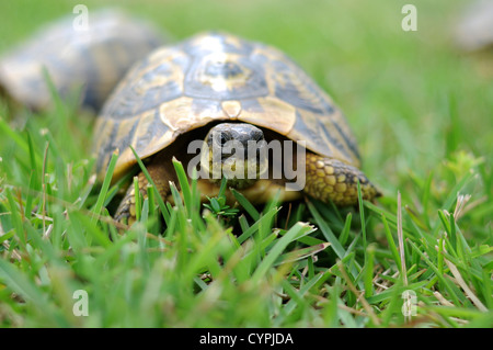 Ein Spaziergang durch einige langen grünen Rasen Schildkröte Stockfoto