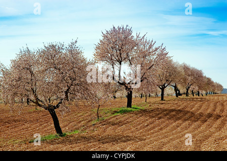 Almond Blossom Almendros En flor Stockfoto