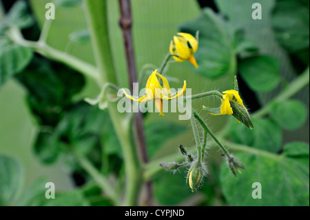 Blumen auf eine Tomatenpflanze Gewächshaus Stockfoto