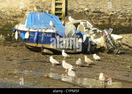 Möwen auf Booten im Hafen, Gezeiten, Polperro, Cornwall, England Stockfoto