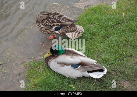 Männliche und weibliche Mallard Enten ruhen neben River Windrush, Bourton auf dem Wasser, Gloucestershire, UK. Stockfoto
