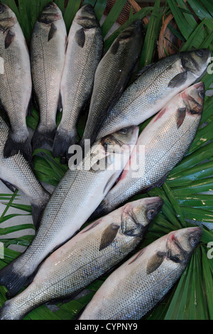 Atlantischer Wolfsbarsch am Fischmarkt (Dicentrarchus Labrax); Bar Sauvage (Loup de Mer) - (Atlantique); Wolfsbarsch (Atlantik) Stockfoto