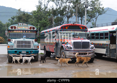 Eine Gruppe von Hunden Mühle rund um das Huhn Busse hinter dem Mercado Municipal (Stadtmarkt) in Antigua, Guatemala. Aus diesem umfangreichen zentralen Busbahnhof strahlenförmig der Routen in Guatemala. Oft bunt bemalt, die Huhn-Busse sind nachgerüsteten amerikanische Schulbusse und bieten ein günstiges Transportmittel im ganzen Land. Stockfoto