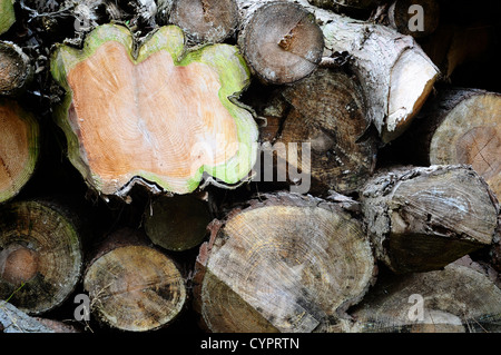 Protokolle wurden abgeholzt und häuften sich nach der Abholzung der Wälder Stockfoto