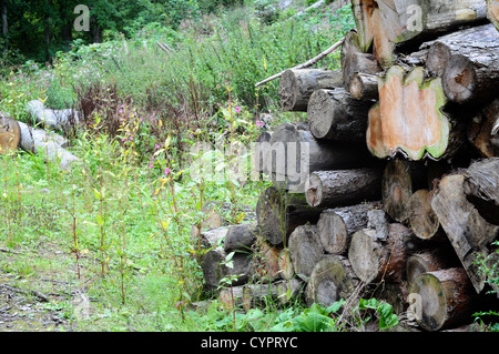 Protokolle wurden abgeholzt und häuften sich nach der Abholzung der Wälder Stockfoto