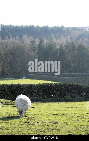 Woolly sheep in a field in the English Countryside with trees and grass in the background Stockfoto