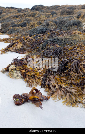 Algen auf Felsen Insel Tiree, Inneren Hebriden Schottland. Stockfoto