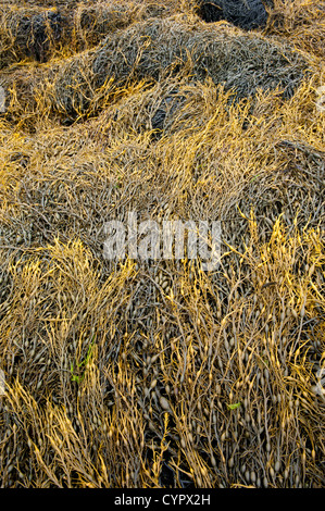 Algen auf Felsen Insel Tiree, Inneren Hebriden Schottland. Stockfoto